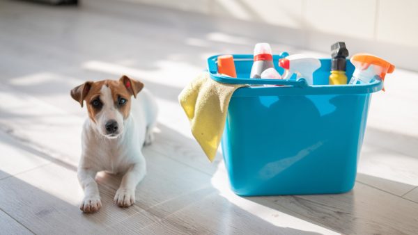 Pet-Friendly Cleaning Service